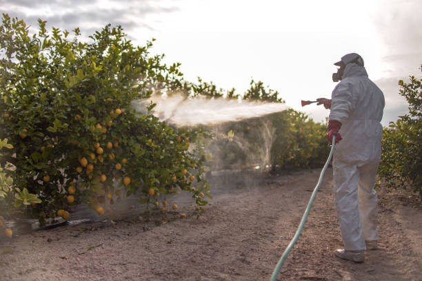 Best Insect Control  in New Boston, TX