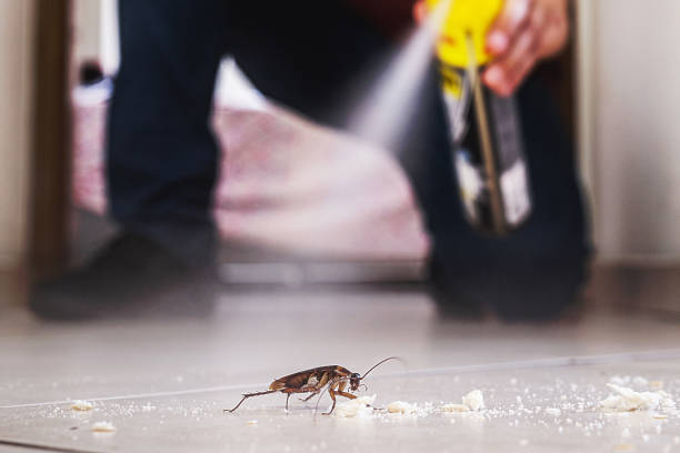 Best Wasp Removal Services  in New Boston, TX