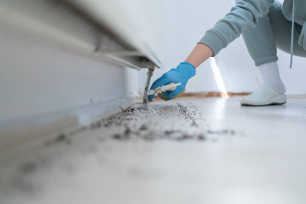 Best Pest Removal Services  in New Boston, TX